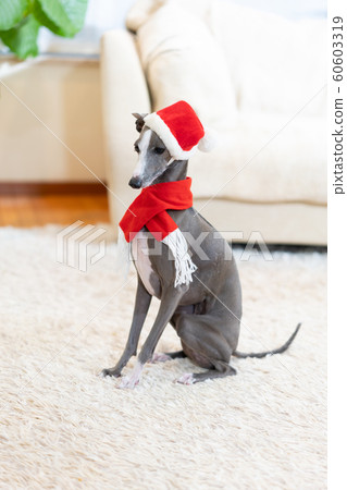 意大利靈緹犬,聖誕老人的帽子 意大利靈緹犬,聖誕老人的帽子 60603319