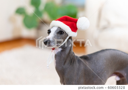 Italian Greyhound with a Santa cap Italian Greyhound with a Santa cap 60603328