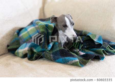 Greyhound blankets outlet