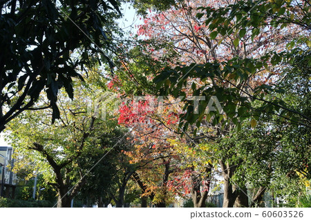 Autumn leaves in Oda Ryokuchi on a sunny day 60603526