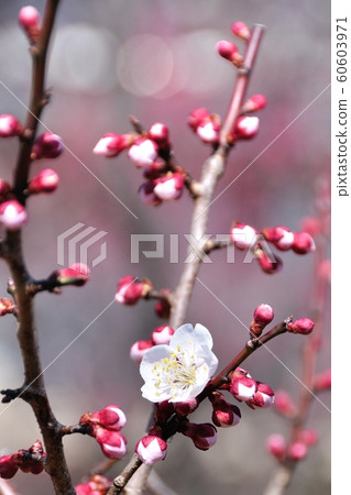 Koto plum forest plum 60603971