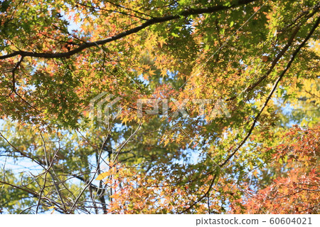 Autumn park 60604021