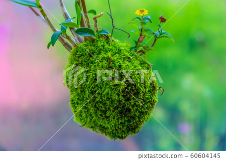 Fishing shinobi 60604145