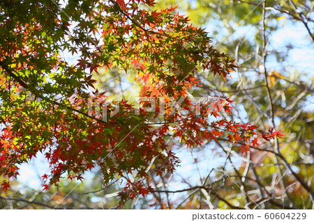 秋天公園槭樹秋葉 秋天公園槭樹秋葉 60604229