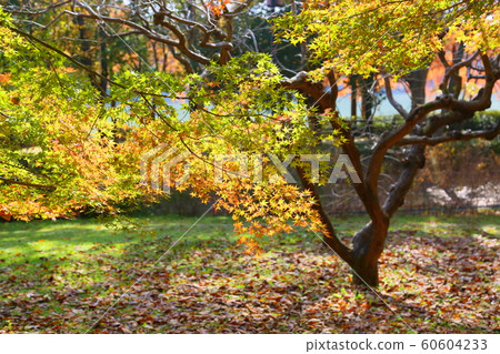 秋天公園槭樹秋葉 秋天公園槭樹秋葉 60604233