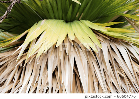 Palm leaves with background. Palm leaves with background. 60604770