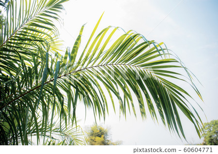 Palm leaves with sky. Palm leaves with sky. 60604771