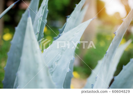 Leaves ornamental with sunlight. Leaves ornamental with sunlight. 60604829