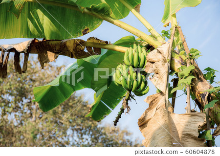 Banana on tree in farm. 60604878