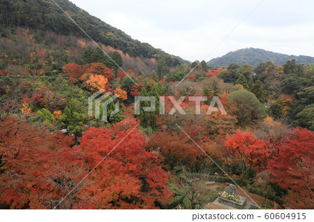 京都清水寺的秋葉 京都清水寺的秋葉 60604915