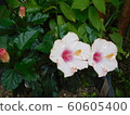 Tropical flower 60605400