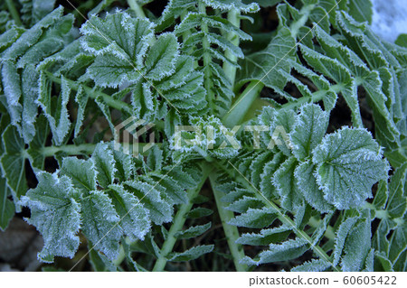 福島縣忠見町磨砂的蘿蔔葉 60605422