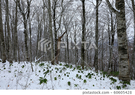 山毛櫸森林雪景在初冬-福島忠美的康復森林 山毛櫸森林雪景在初冬-福島忠美的康復森林 60605428