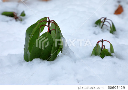 Ezoyuzuriha埋在冰雪治癒的森林裡(福島縣熊沼市) Ezoyuzuriha埋在冰雪治癒的森林裡(福島縣熊沼市) 60605429