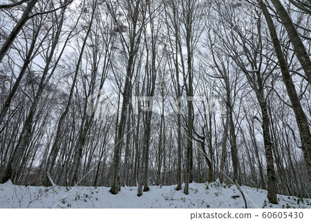 山毛櫸森林雪景在初冬-福島忠美的康復森林 山毛櫸森林雪景在初冬-福島忠美的康復森林 60605430