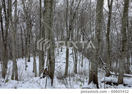 山毛櫸森林雪景在初冬-福島忠美的康復森林 山毛櫸森林雪景在初冬-福島忠美的康復森林 60605432