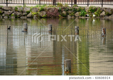 東京都大田區神池台小池公園 60606914
