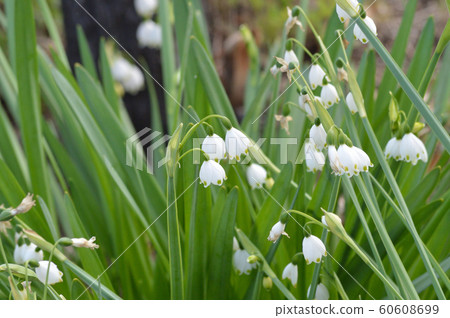 A picture of a snowflake that was hung downward by hanging multiple white flowers with green spots 60608699
