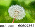 Dandelion painting 60609262