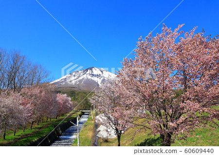 Iwakiyama and cherry blossoms 60609440