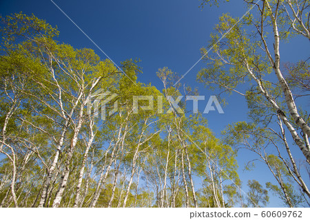 White birch forest 60609762