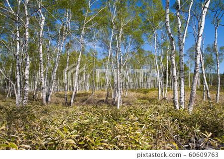 White birch forest White birch forest 60609763