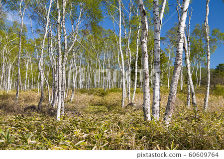 White birch forest 60609764