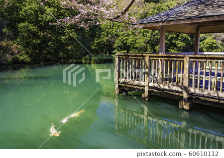 (Izunokuni City, Shizuoka Prefecture) Cherry blossom bloomed, Kosaka Shimizuike Water Park 60610112