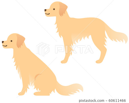 Illustration of golden retriever (sitting sideways and standing) 60611466