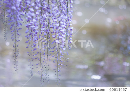 Purple wisteria 60611467