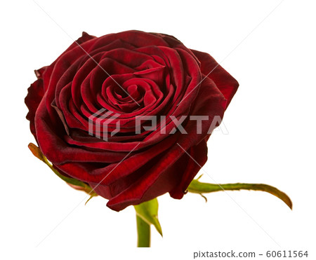 red rose close-up red rose close-up 60611564