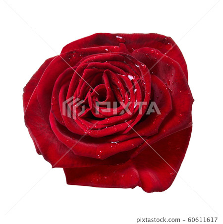 red rose bud close-up 60611617