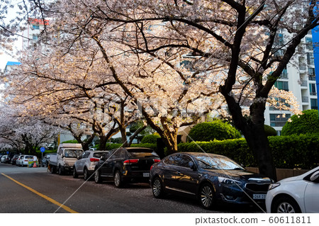 Cherry blossoms in busan,Korea Cherry blossoms in busan,Korea 60611811