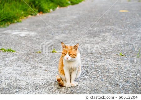 Cute wild cat photographed 60612204