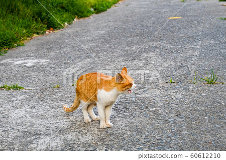 Cute wild cat photographed Cute wild cat photographed 60612210