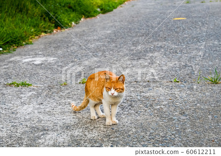 Cute wild cat photographed Cute wild cat photographed 60612211