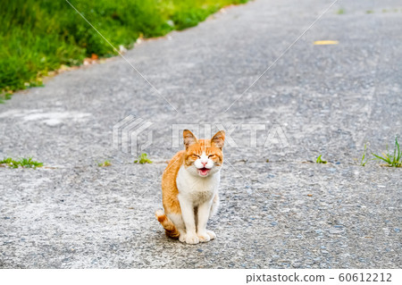 Cute wild cat photographed Cute wild cat photographed 60612212