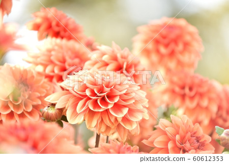 Dahlia Dahlia 60612353