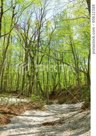 Fresh green hakkoda beech forest Fresh green hakkoda beech forest 60612388