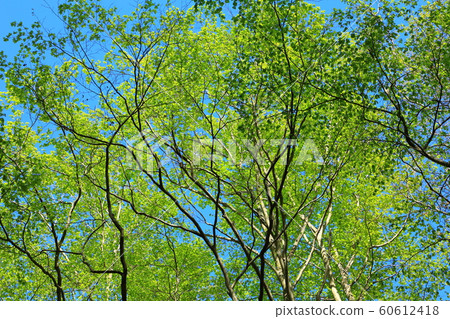 Fresh green hakkoda beech forest Fresh green hakkoda beech forest 60612418