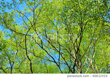 Fresh green hakkoda beech forest Fresh green hakkoda beech forest 60612419