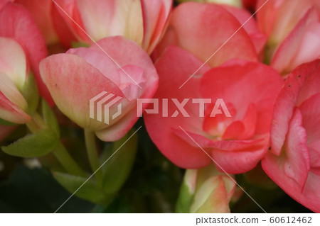 Begonia Begonia 60612462
