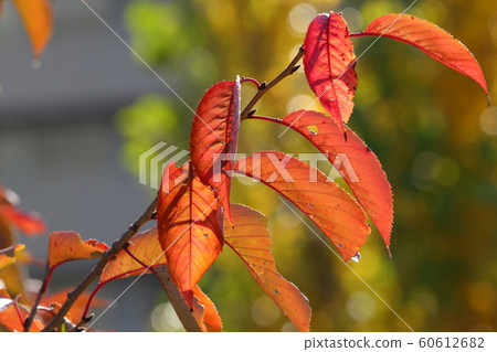Autumn leaves: Cherry leaves: Yodogawa riverbed park Autumn leaves: Cherry leaves: Yodogawa riverbed park 60612682