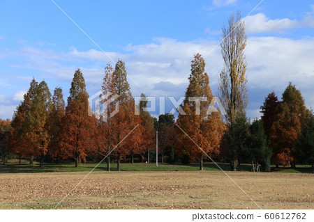 水杉&楊樹:秋葉:山田池公園:草坪山 水杉&楊樹:秋葉:山田池公園:草坪山 60612762