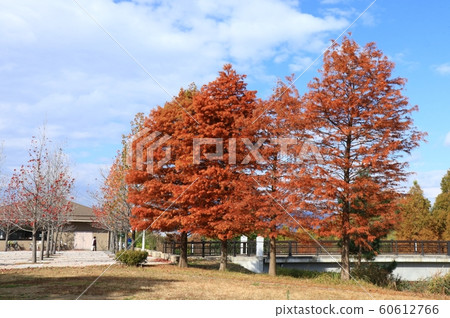 Metasequoia & Poplar: Autumn leaves: Yamadaike Park: Lawn Hill Metasequoia & Poplar: Autumn leaves: Yamadaike Park: Lawn Hill 60612766