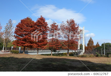 水杉＆楊樹：秋葉：山田池公園：草坪山 60612767