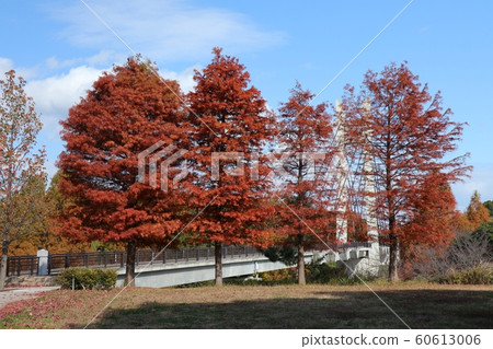 水杉:秋葉:山田池公園:草坪山 水杉:秋葉:山田池公園:草坪山 60613006