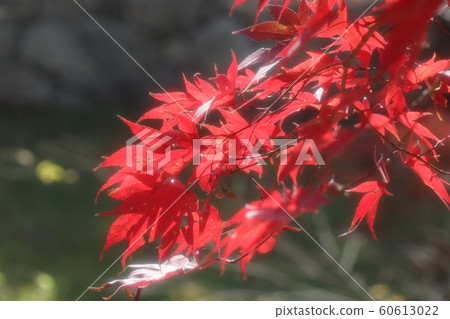 Maple: Autumn leaves: Yamadaike Park: Maple Valley Maple: Autumn leaves: Yamadaike Park: Maple Valley 60613022