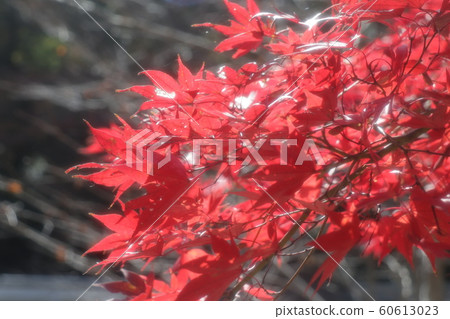 Maple: Autumn leaves: Yamadaike Park: Maple Valley Maple: Autumn leaves: Yamadaike Park: Maple Valley 60613023