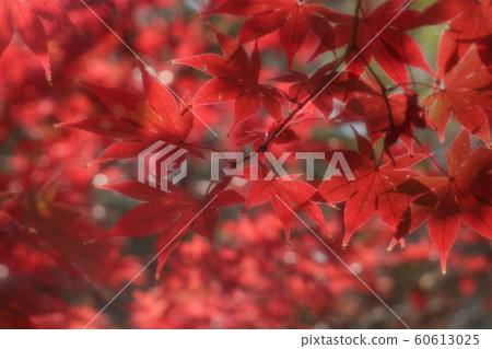 Maple: Autumn leaves: Yamadaike Park: Maple Valley Maple: Autumn leaves: Yamadaike Park: Maple Valley 60613025